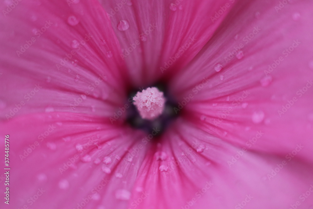 A pink flower on a plant A pink flower on a plant