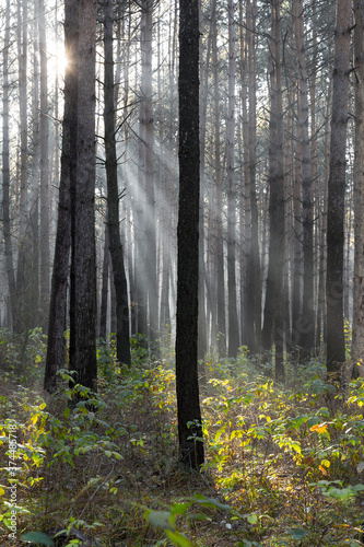 Sun rays breaking through trees in a pine forest. Autumn. Dawn.