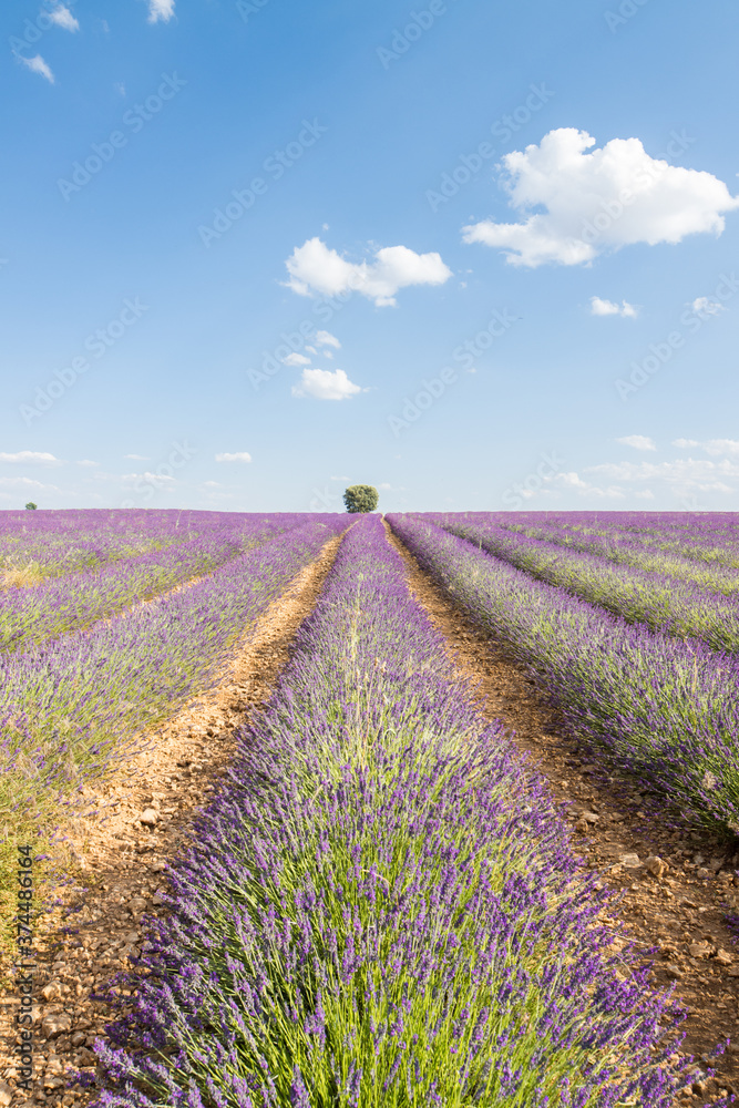 Fototapeta premium ciolorful fields of lavender in brihuega, spain