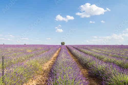 ciolorful fields of lavender in brihuega  spain