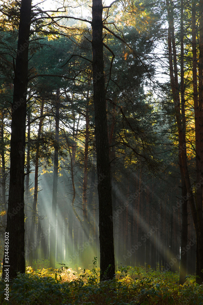 Obraz premium Sun rays breaking through trees in a pine forest. Autumn. Dawn.