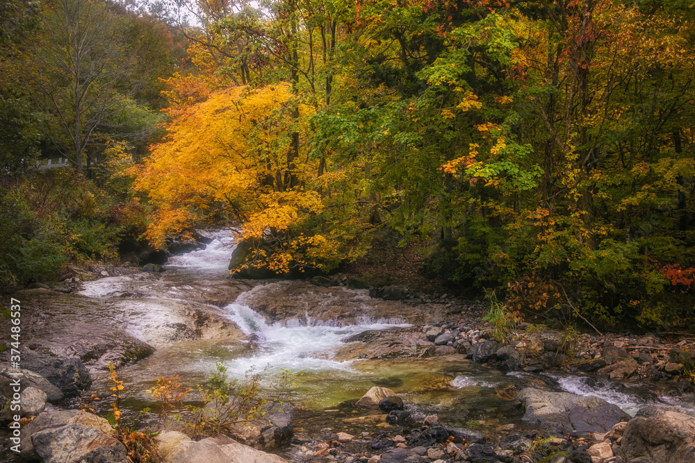 River among the autumn forest in the mountains River among the autumn forest in the mountains