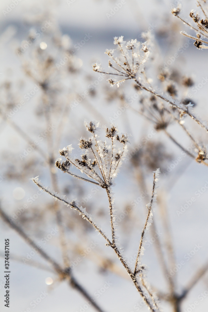 Ice-covered grass on a snow-covered field. Plants in frost, nature background. Winter landscape, scene