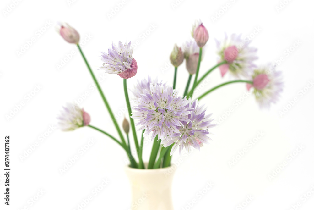 young fresh chive flowers - spice