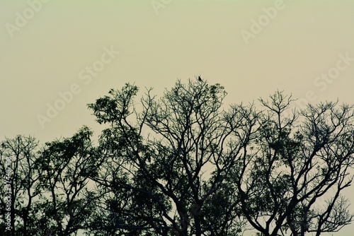 silhouette of a bird tree