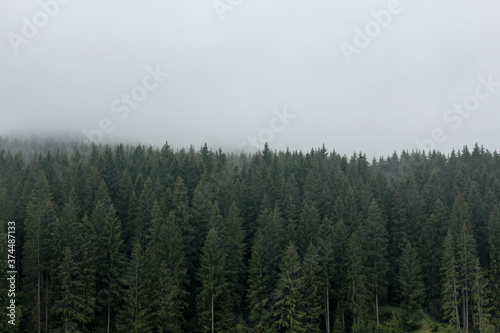 Forest of pine trees with hazy weather