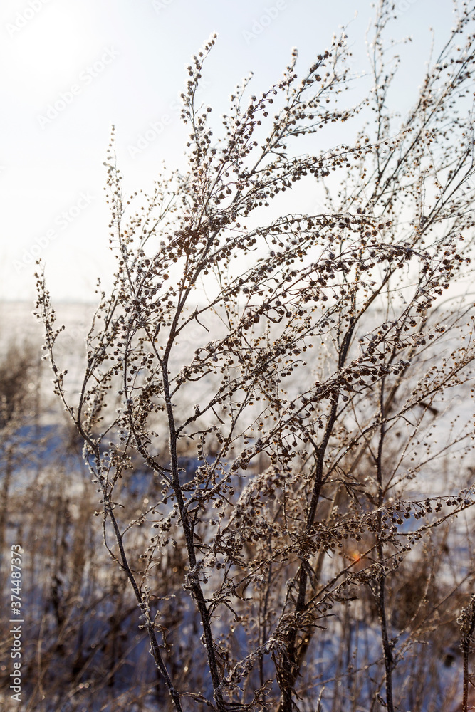 Ice-covered grass on a snow-covered field. Plants in frost, nature background. Winter landscape, scene Ice-covered grass on a snow-covered field. Plants in frost, nature background. Winter landscape, scene