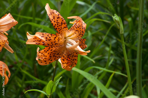 Orange Spotted Lily outdoors