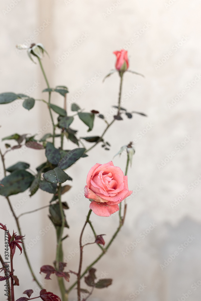 Obraz premium Beautiful red roses in the garden on blurred background. Selective soft focus. As floral background for your art project