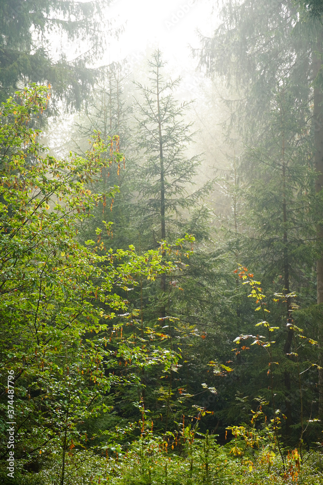 Nebel im Wald am Morgen nach einem Regen Schauer Shinrin Yoku Nebel im Wald am Morgen nach einem Regen Schauer Shinrin Yoku