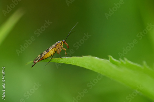 Gemeine Skorpionsfliege (Panorpa communis) Weibchen © Karin Jähne