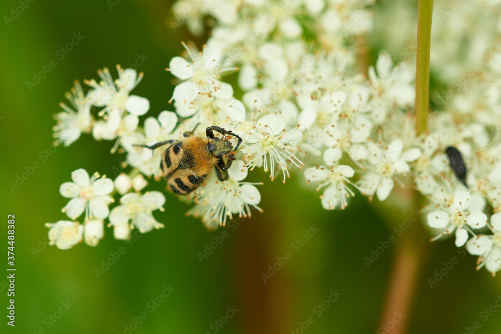 Glattschieniger Pinselkäfer ( Trichius gallicus ) auf Mädesüß Glattschieniger Pinselkäfer ( Trichius gallicus ) auf Mädesüß