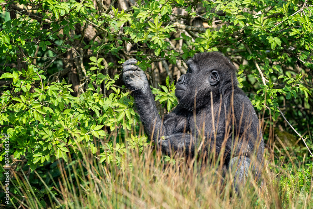 UK; Bristol - April 2019: Baby low land gorilla; foraging for food