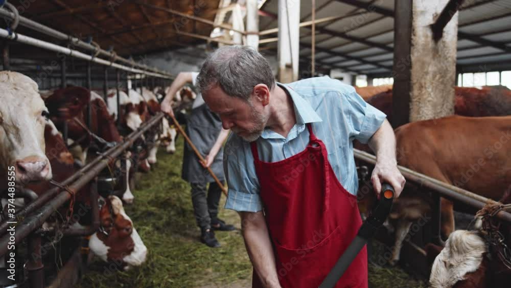 Mature bearded man worker looking at camera on diary farm, agriculture industry. Young farmer working by pork on background. Eco milky products industry. Modern livestock farmland. 4K. Mature bearded man worker looking at camera on diary farm, agriculture industry. Young farmer working by pork on background. Eco milky products industry. Modern livestock farmland. 4K.