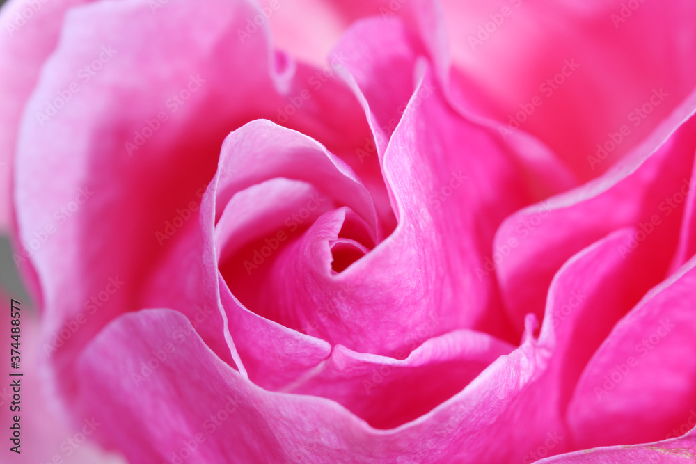 Unfocused blur rose petals, abstract romance background, pastel and soft flower card