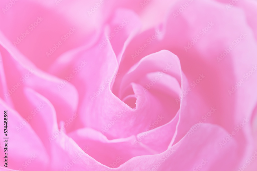 Unfocused blur rose petals, abstract romance background, pastel and soft flower card Unfocused blur rose petals, abstract romance background, pastel and soft flower card