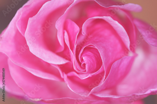 Unfocused blur rose petals, abstract romance background, pastel and soft flower card