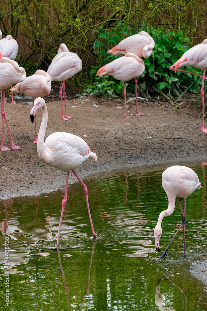 Pink Flamingos in captivity
