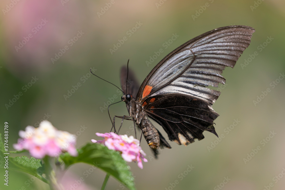 Obraz premium クロアゲハ