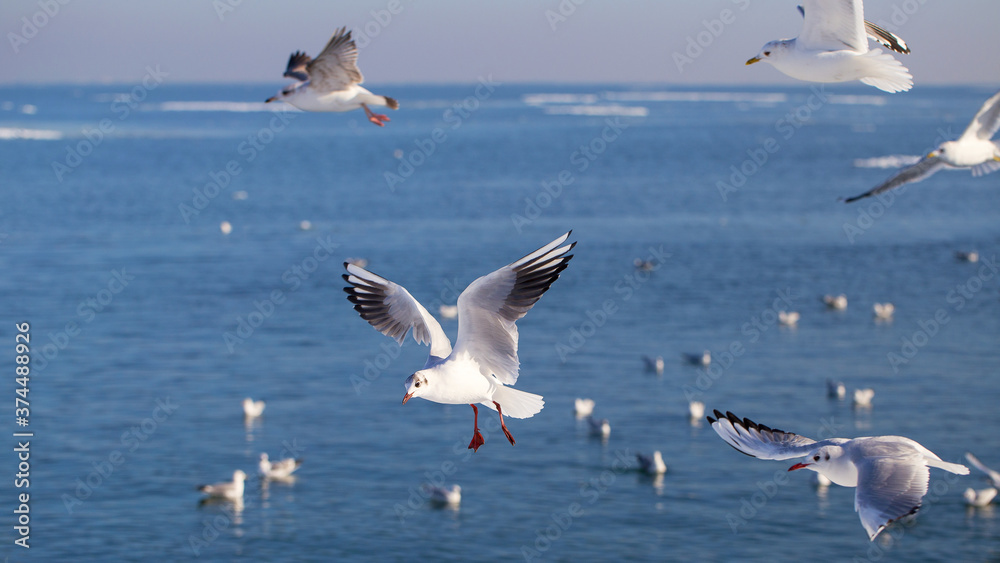 Fototapeta premium Flock of seagulls on ice on winter day on city beach. Winter seascape.