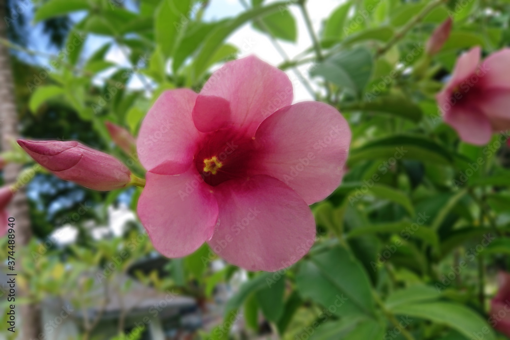 Pink Brazilian jasmine flower with green blurred background