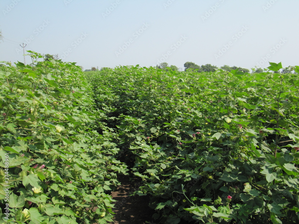 Green cotton field in India with flowers, Close-up of a ready for harvesting in a cotton field. Buds. Delicate white cotton flower fully blossom. Gossypium plant. Ripe cotton boll, kapas