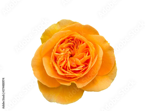 orange rose isolated on white background