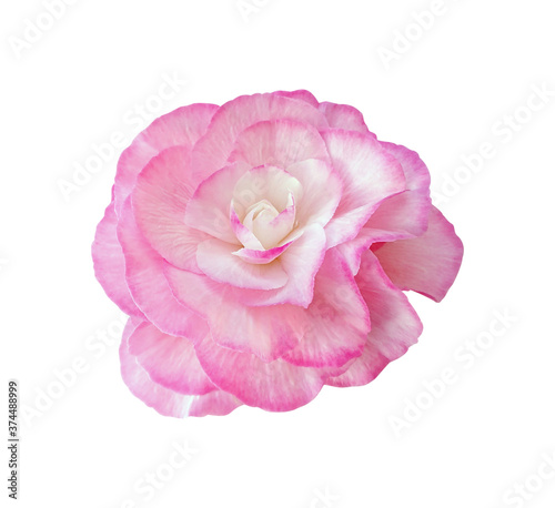 Begonia pink flower isolated on white background with clipping path