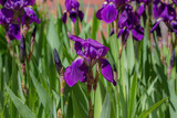 Beautiful Iris sanguinea flower, japanese roof iris or wall iris