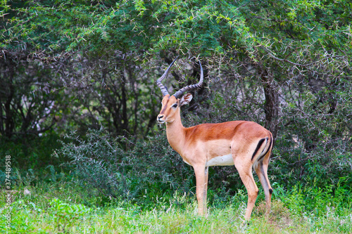 African gazelle. Wilderness life in savannah. For wallpaper, backdrop and background. © Svetlana