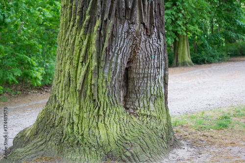 Fototapeta Naklejka Na Ścianę i Meble -  Trees and green leaves in the park
