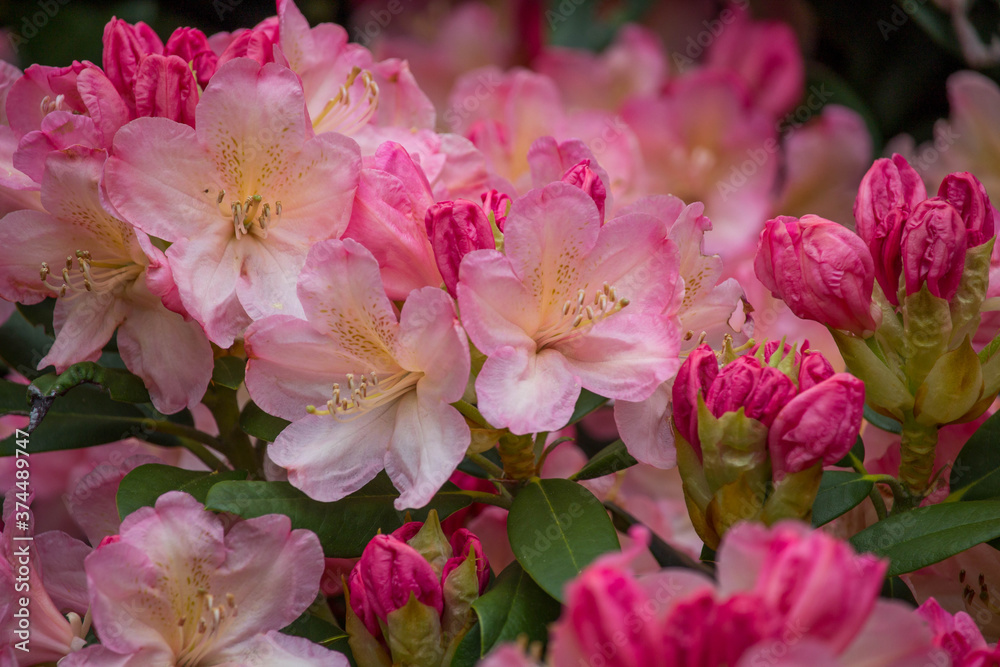 Beautiful bunch of rhododendron flowers with textured green leaves