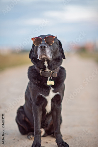 Black Labrador sitting on the road wearing glasses.