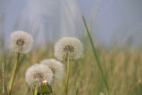 Dandelion flower, natural seasonal floral background