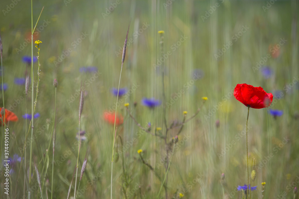 Obraz premium red poppy flowers in field