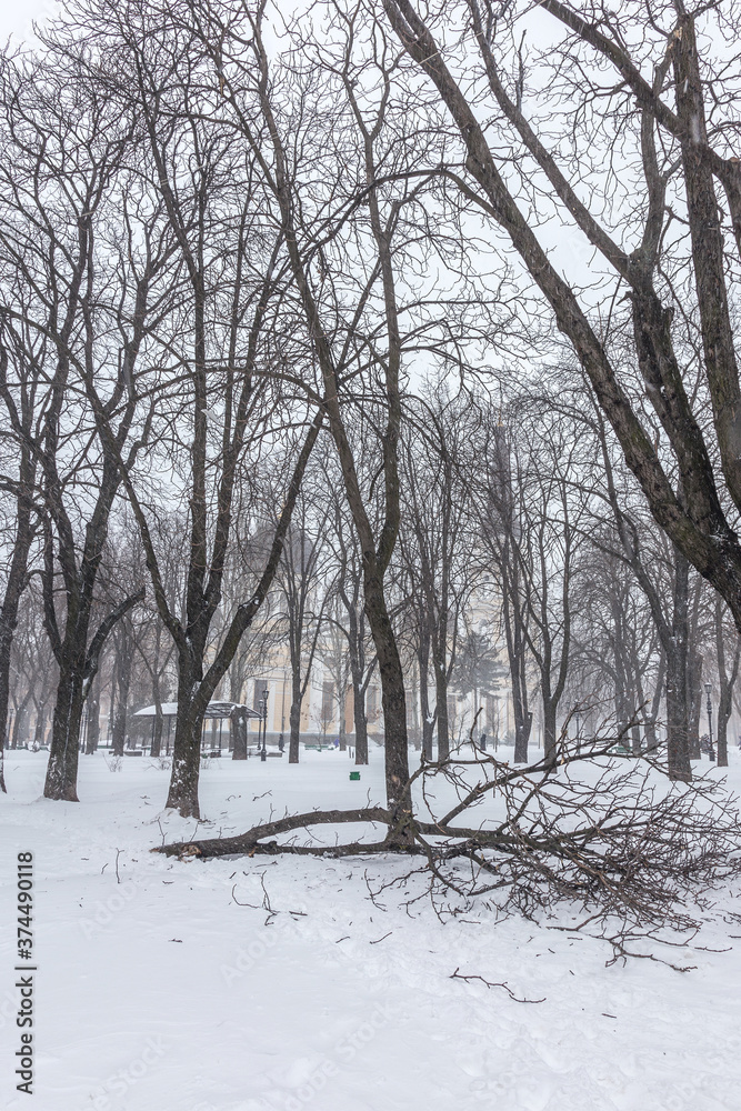 Winter landscape of a snow-covered tree. Snowfall, falling snow. As a background for the New Year project Winter landscape of a snow-covered tree. Snowfall, falling snow. As a background for the New Year project