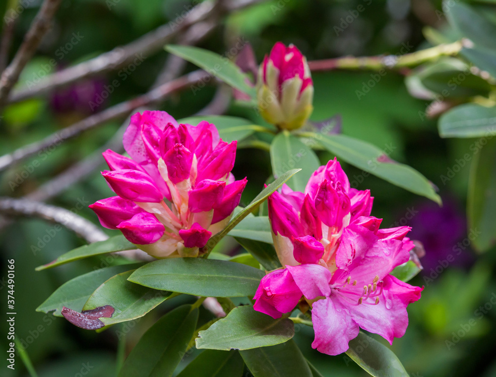 Beautiful bunch of rhododendron flowers with textured green leaves Beautiful bunch of rhododendron flowers with textured green leaves