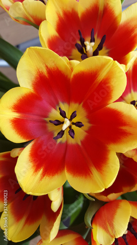 Red and yellow tulips © roelmeijer