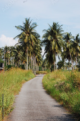 東南アジアの熱帯にあるマレーシアのサイクリングロードと周辺の草原そして向こうに見えるヤシの木の並木 © katsuji