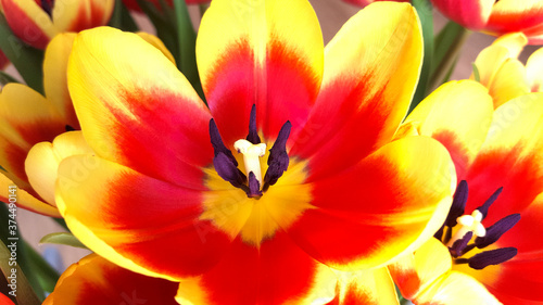 Red and yellow tulips © roelmeijer