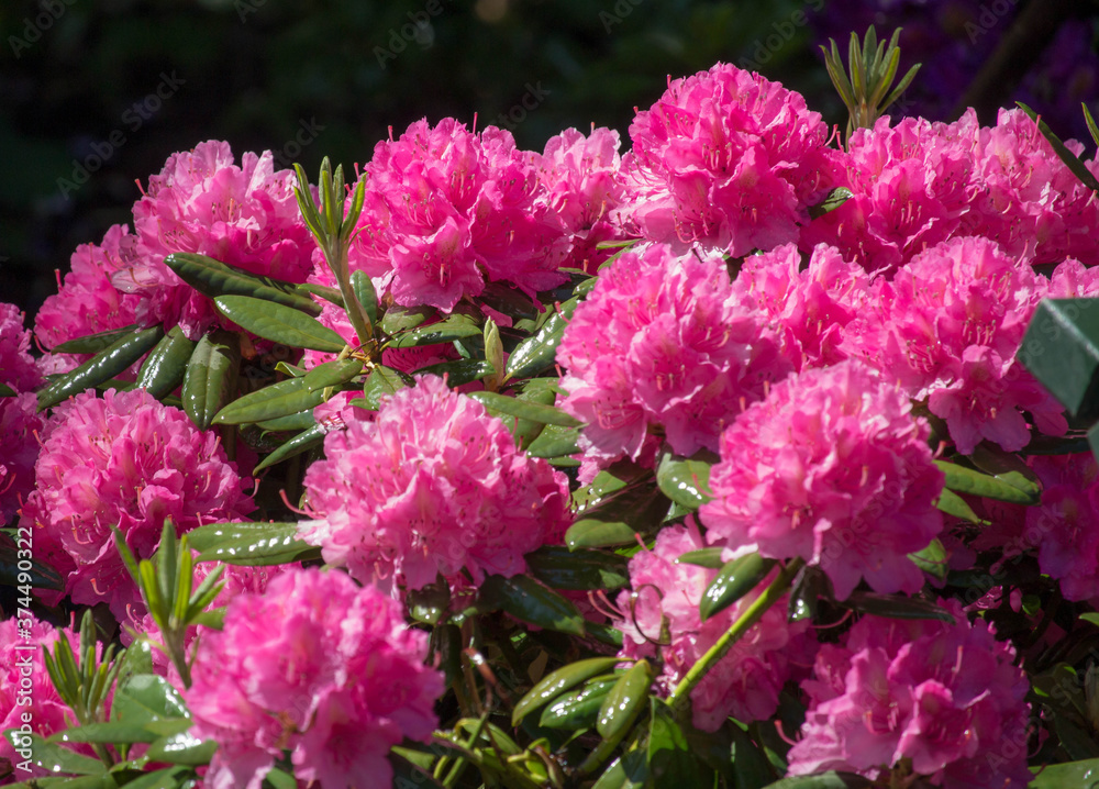 Beautiful bunch of rhododendron flowers with textured green leaves Beautiful bunch of rhododendron flowers with textured green leaves