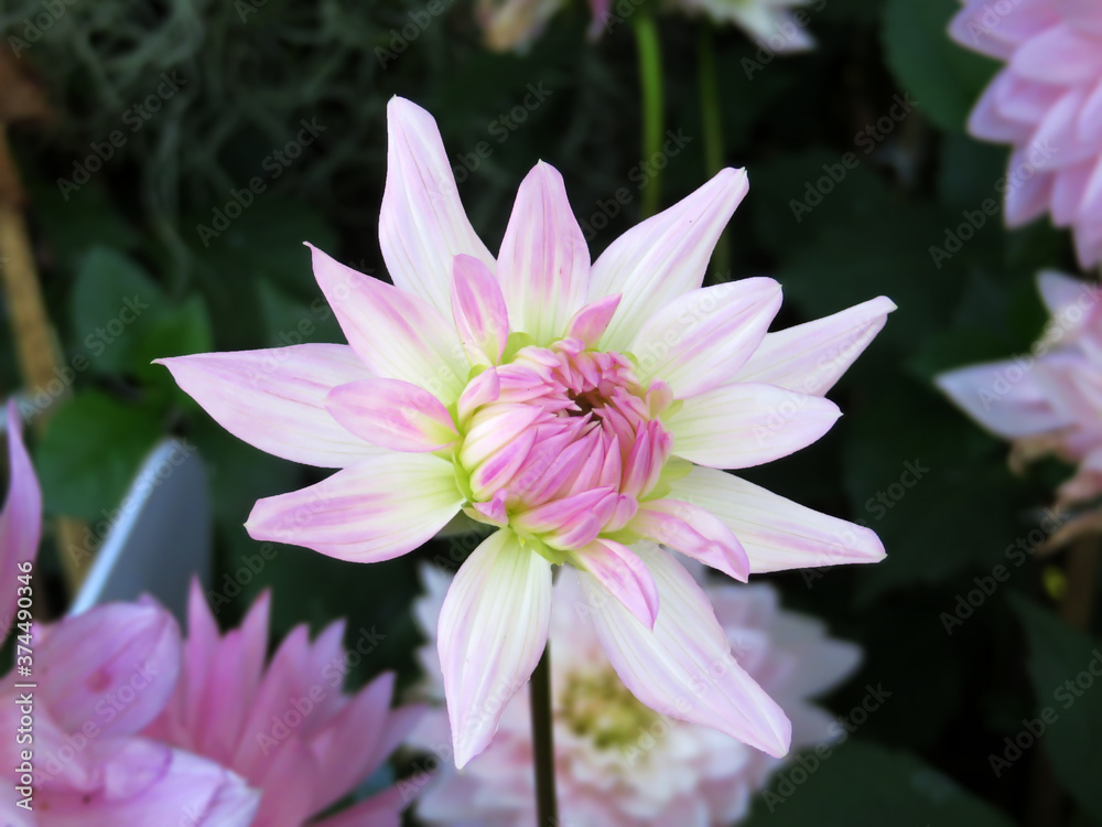 Beautiful pink dahlia flower with blurred background. Summer floral background Beautiful pink dahlia flower with blurred background. Summer floral background