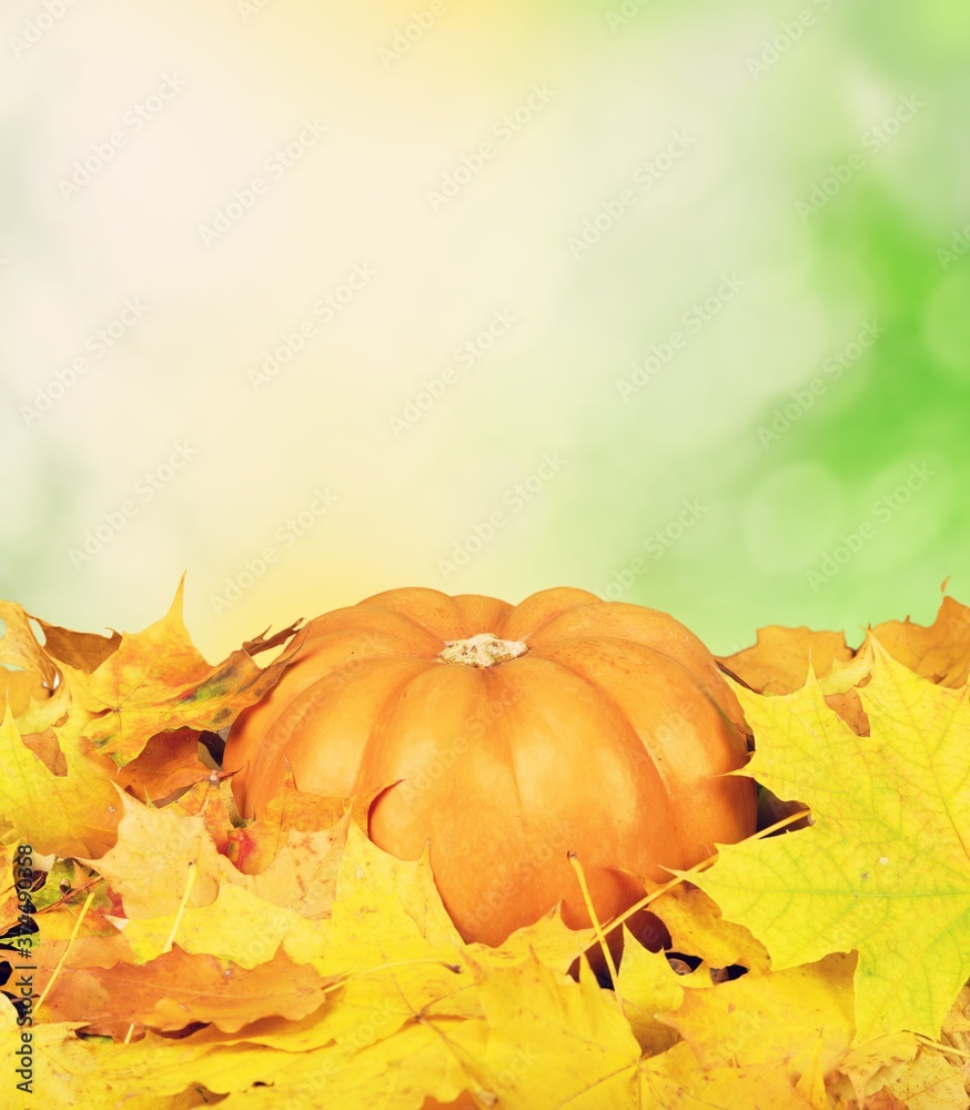 Pumpkin. Pumpkin.