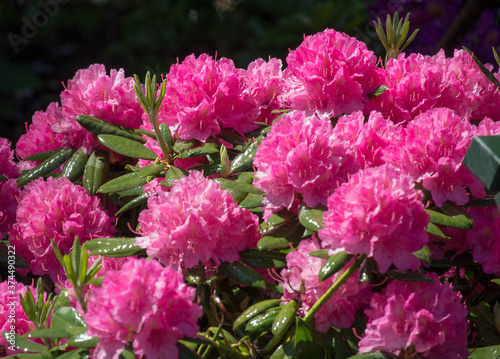 Beautiful bunch of rhododendron flowers with textured green leaves
