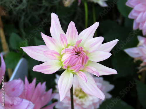 Beautiful pink dahlia flower with blurred background. Summer floral background