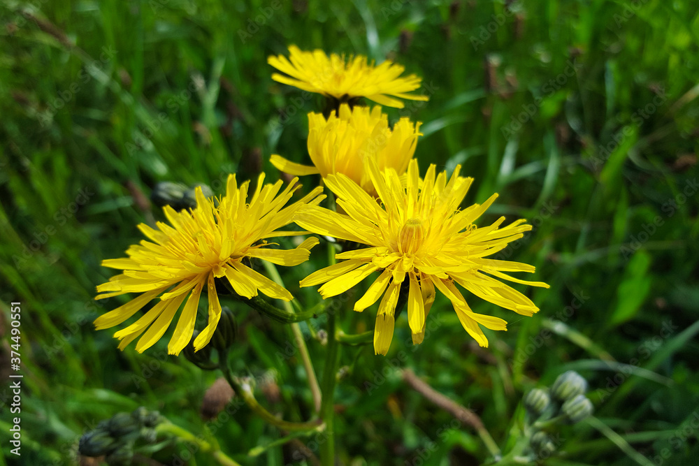 Four flowers of Common dandelion (Taraxacum officinale) Four flowers of Common dandelion (Taraxacum officinale)