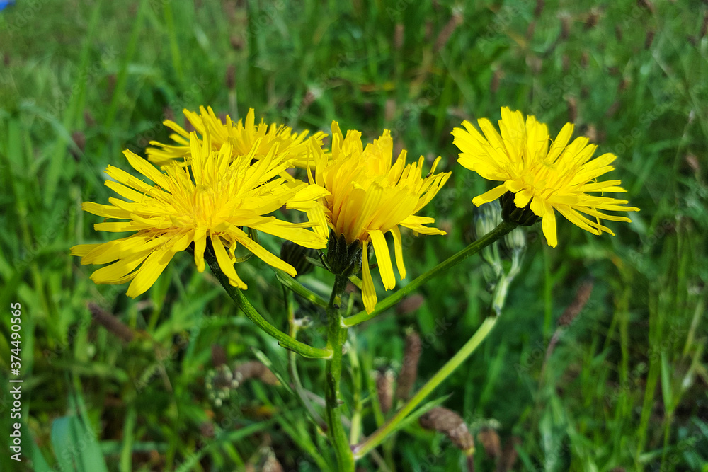 Four flowers of Common dandelion (Taraxacum officinale)