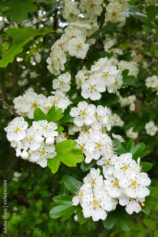 Blossoming Hawthorn (Crataegus monogyna); close-up