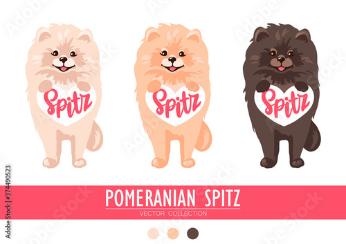 Pomeranian Spitz cream, orange and dark isolated on white background. Cute Poms puppies. Small German spitz. Little dogs.
