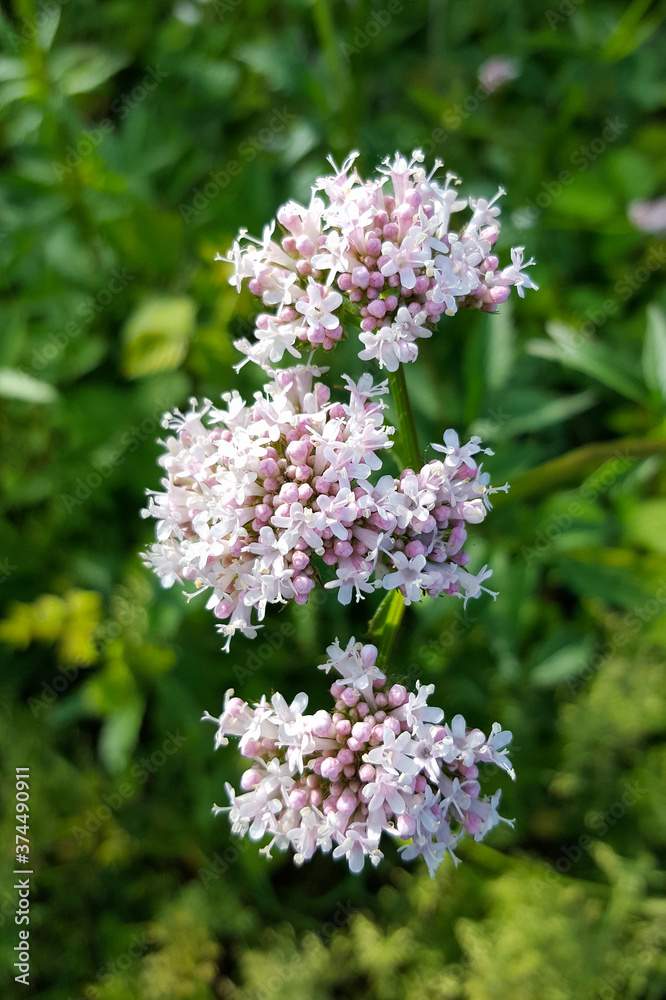 Flowers of Valerian (Valeriana officinalis) Flowers of Valerian (Valeriana officinalis)